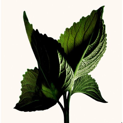 TOM FORD Black Orchid Reserve - Parfüm 0888066172851 TOM FORD Black Orchid Reserve - Parfüm 0888066172851